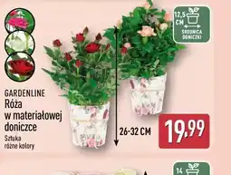 ALDI Róża w materiałowej doniczce gardenline oferta