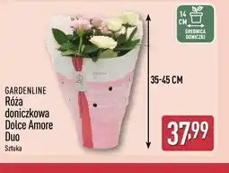 ALDI Róża doniczkowa Dolce Amore Duo gardenline oferta