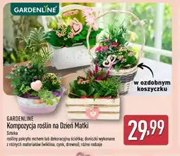 ALDI Kompozycja roślin na Dzień Matki gardenline oferta