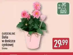 ALDI Dalia w doniczce cynkowej gardenline oferta