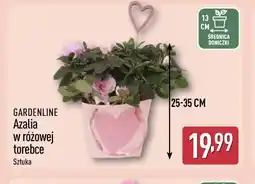 ALDI Azalia w różowej torebce gardenline oferta