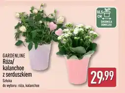 ALDI Gardenline Róża/ kalanchoe z serduszkiem Sztuka oferta