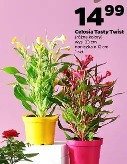 Netto Celosia Tasty Twist (różne kolory) oferta