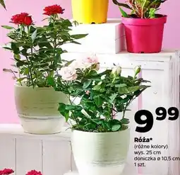 Netto Róża* (różne kolory) oferta