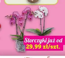 Topaz Storczyki oferta