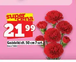 Topaz Goździki dł. 50cm oferta