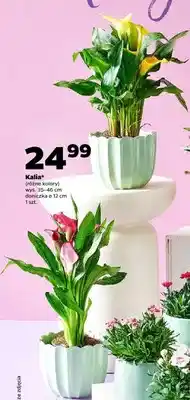 Netto Kalia wys. 35-46cm doniczka ø 12cm oferta