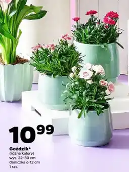 Netto Goździk wys. 22-30cm doniczka ø 12cm oferta