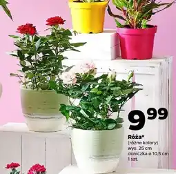 Netto Róża wys. 25cm doniczka ø 10,5cm oferta
