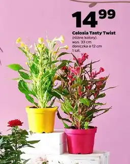Netto Celosia Tasty Twist wys. 33cm doniczka ø 12cm oferta
