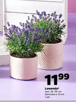 Netto Lawenda wys. 25-30cm doniczka ø 12cm oferta