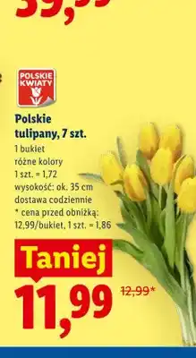 Lidl Polskie tulipany 7-pak wys. ok. 35cm oferta