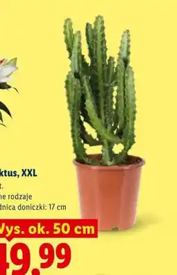 Lidl Kaktus XXL średnica doniczki 17cm wys. ok. 50cm oferta