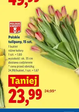 Lidl Polskie tulipany 15-pak wys. ok. 35cm oferta