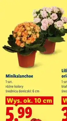 Lidl Minikalanchoe średnica doniczki 6cm wys. ok. 10cm oferta