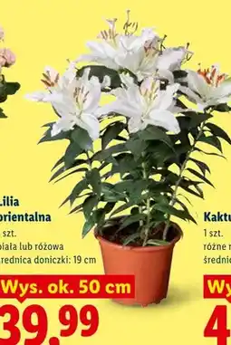 Lidl Lilia orientalna biała średnica doniczki 19cm wys. ok. 50cm oferta