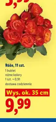 Lidl Róże 11-pak wys. ok. 35cm oferta