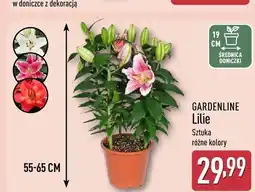 ALDI Lilie GARDENLINE oferta