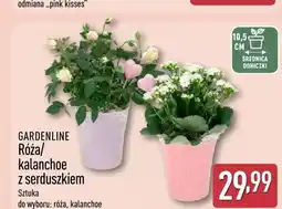 ALDI Róża z serduszkiem GARDENLINE oferta