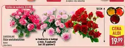 ALDI Róże wielokwiatowe GARDENLINE oferta