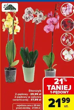 Carrefour Storczyk oferta