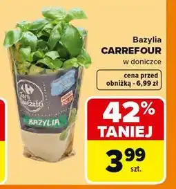 Carrefour Bazylia CARREFOUR w doniczce oferta