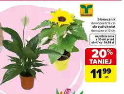 Carrefour Słonecznik doniczka ø 12 cm skrzydłokwiat doniczka ø 13 cm oferta