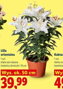 Lidl Lilia orientalna oferta