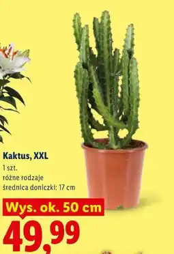 Lidl Kaktus, XXL oferta