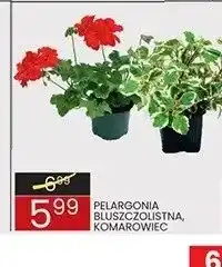 Wafelek Pelargonia bluszczolistna oferta