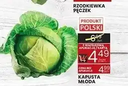 Wafelek Kapusta młoda polska oferta