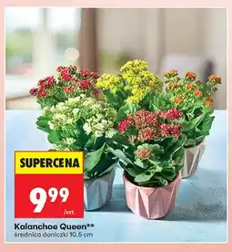 Biedronka Kalanchoe Queen średnica doniczki 10,5cm oferta