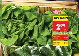 Biedronka Sałata masłowa polska oferta