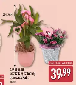 ALDI Gardenline Goździk lub Kalia oferta