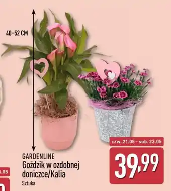 Gardenline Goździk lub Kalia