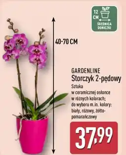 ALDI Gardenline Storczyk 2-pędowy oferta