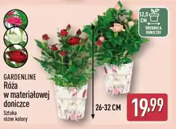 ALDI Gardenline Róża w materiałowej doniczce oferta