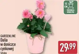 ALDI Gardenline Dalia w doniczce cynkowej oferta