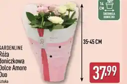 ALDI Gardenline Róża doniczkowa Dolce Amore Duo oferta