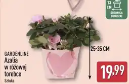 ALDI Gardenline Azalia w różowej torebce oferta