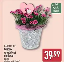 ALDI Gardenline Goździk w ozdobnej doniczce oferta