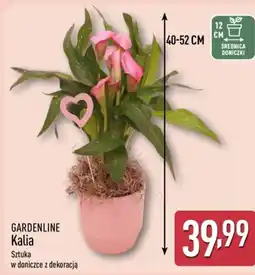 ALDI Gardenline Kalia oferta