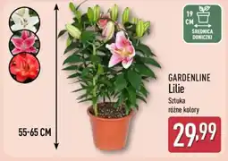 ALDI Gardenline Lilie oferta