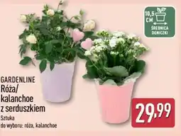 ALDI Gardenline Róża/kalanchoe z serduszkiem oferta