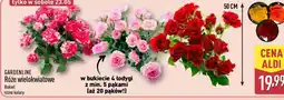 ALDI Gardenline Róże wielokwiatowe oferta