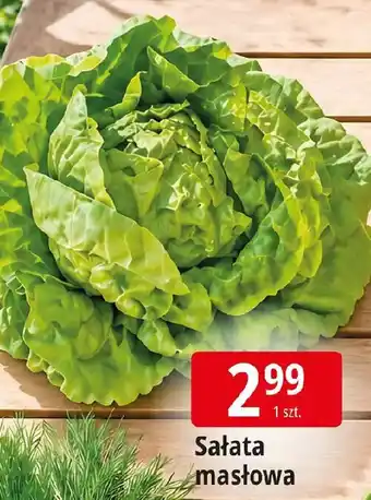 E.Leclerc Sałata masłowa oferta