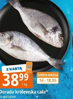 E.Leclerc Scapmaree Dorada królewska cała oferta