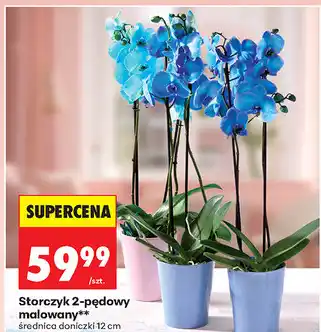 Biedronka Storczyk 2-pędowy malowany** średnica doniczki 12 cm oferta