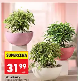 Biedronka Fikus Kinky średnica doniczki 19 cm oferta