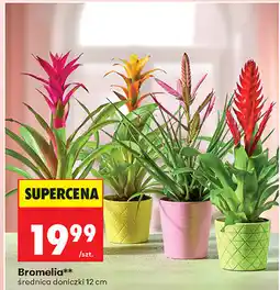 Biedronka Bromelia** średnica doniczki 12 cm oferta